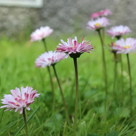Hébergement de vacances Casa Da Avo - Santo Espirito
