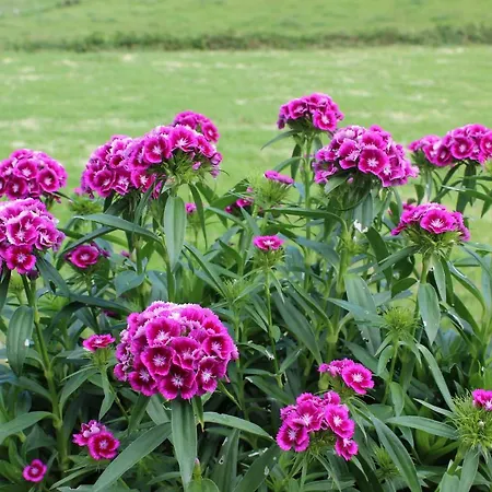 Casa Da Avo - Hébergement de vacances Santo Espirito