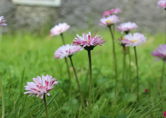 Holiday home Casa Da Avo - Turismo Rural Santo Espirito