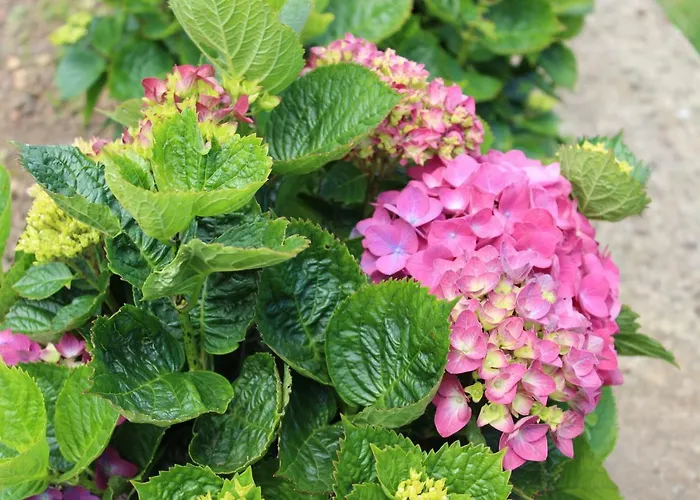 Casa Da Avo - Turismo Rural *